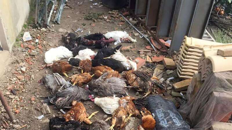 Imagen de archivo de una matanza de gallinas causada por perros (Foto TA)